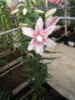 [1816 Bellonica No02.JPG]